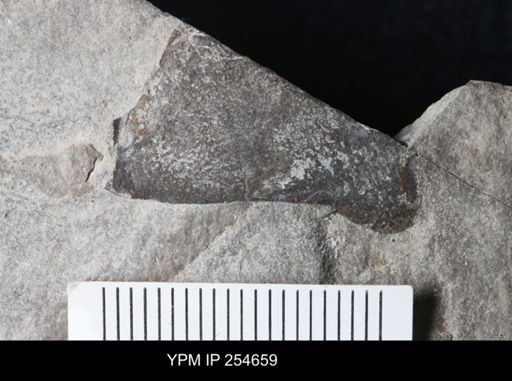 Eurypterida