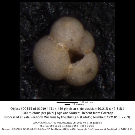 undet. Foraminiferida