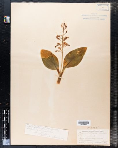 Liparis liliifolia
