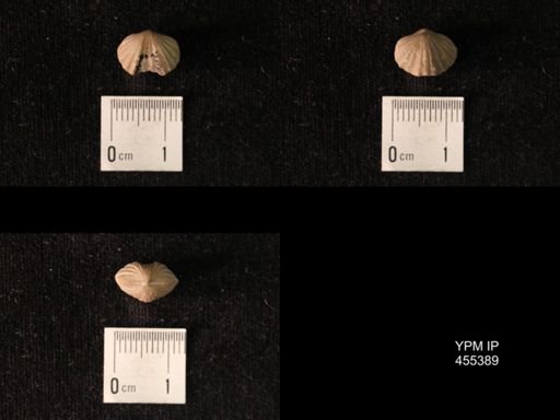 Platystrophia dentata