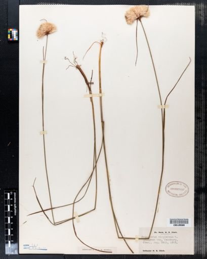 Eriophorum virginicum