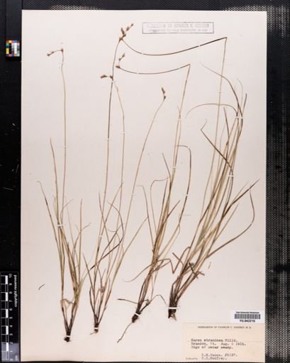 Carex tenera