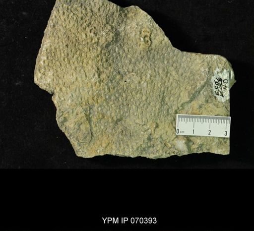 Heliolites spongiosus