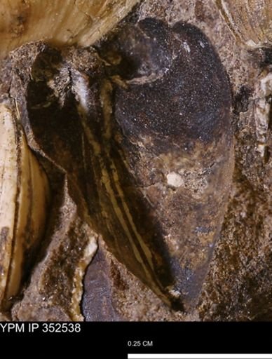 undet. Bivalvia
