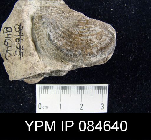 Leptaena rhomboidalis