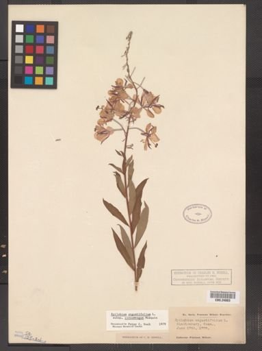 Epilobium angustifolium cricumvagum