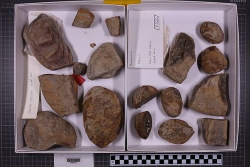 mixed taxa, stratigraphic collection