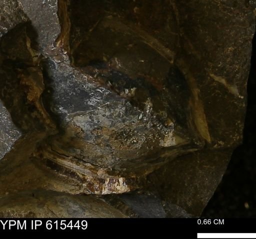 undet. Bivalvia