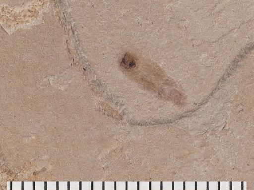 undet. Insecta