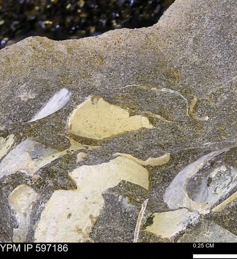 Limopsis striatopunctatus
