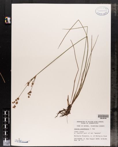 Juncus canadensis