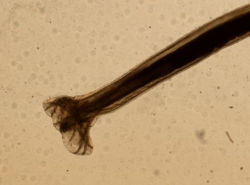 Ancylostoma caninum