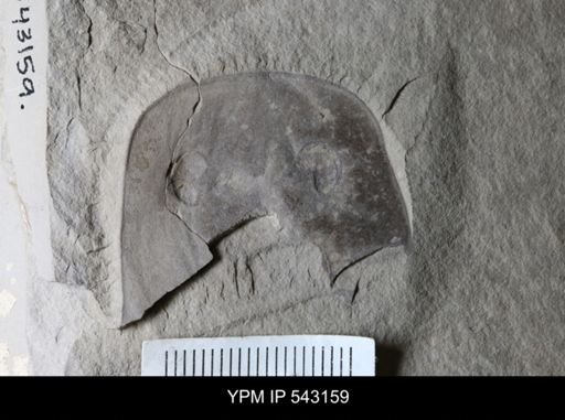 Eurypterus