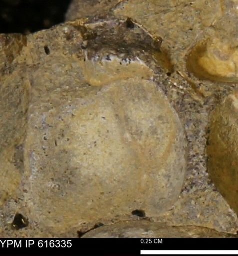Protocardia subquadrata
