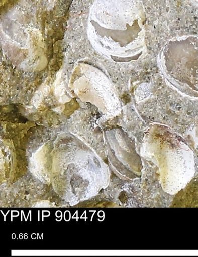 undet. Mollusca
