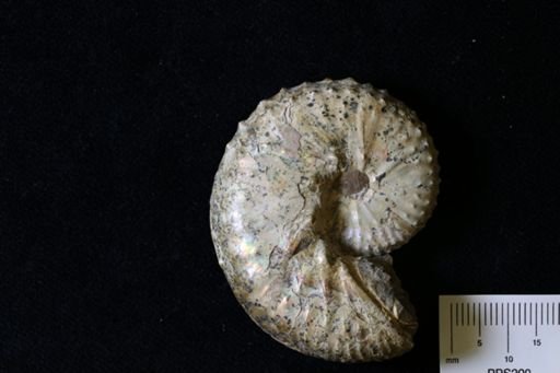 Discoscaphites gulosus