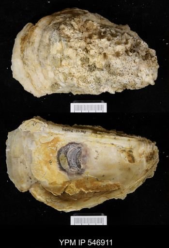 Ostrea virginiana