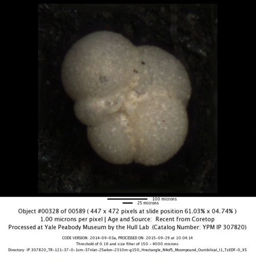 Neogloboquadrina incompta