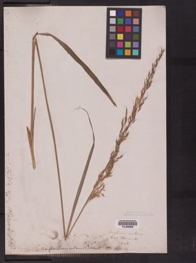 Sorghastrum nutans