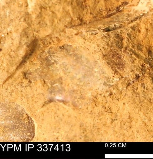 undet. Mollusca