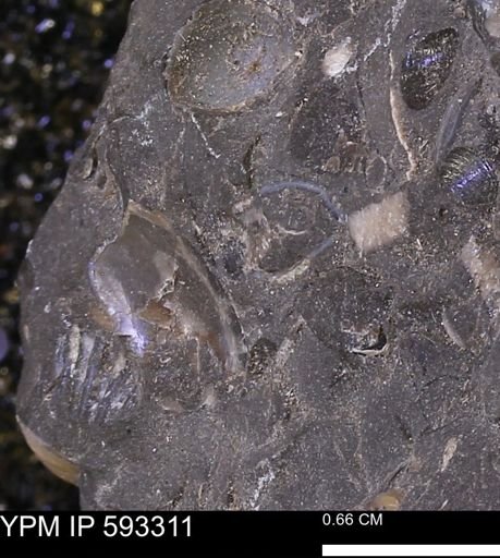 undet. Bivalvia