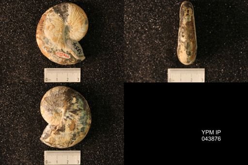 Hoploscaphites nicolletii