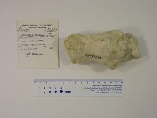 Teleoceras fossiger
