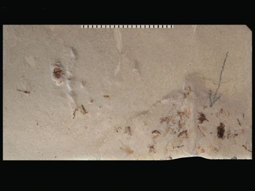 undet. Diptera