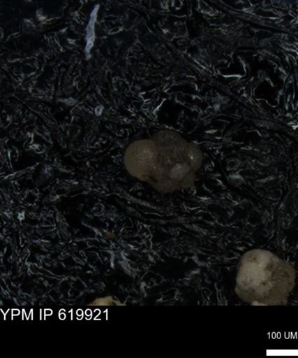 undet. Foraminiferida