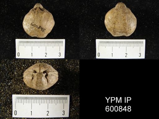 Athyris sp.