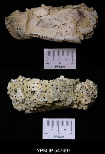Cliona sulphurea