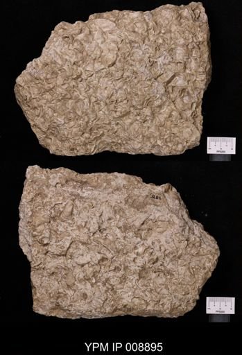 Ostrea congesta