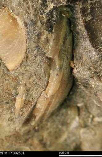 Protocardia subquadrata