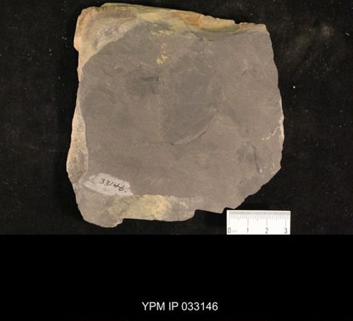 Mormolucoides articulatus