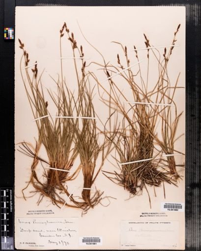 Carex pensylvanica