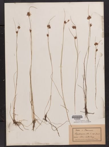 Rhynchospora