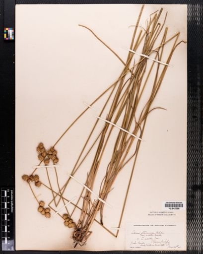 Carex tenera
