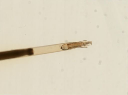Myopsida