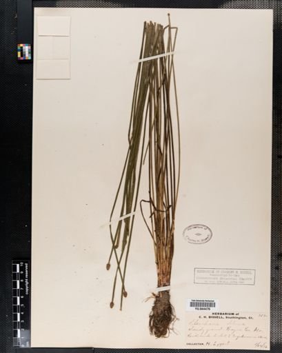Eleocharis obtusa