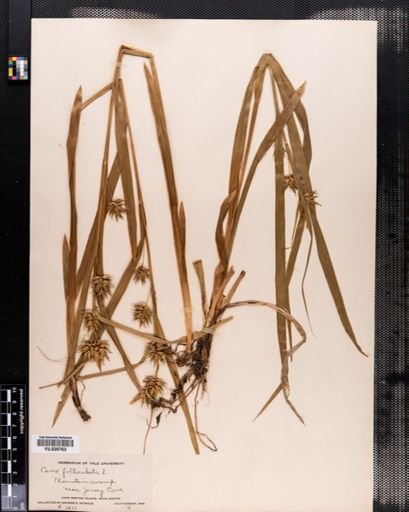 Carex folliculata