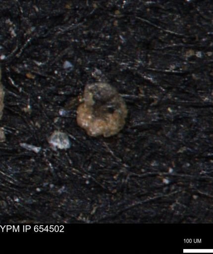 Ammobaculites euides