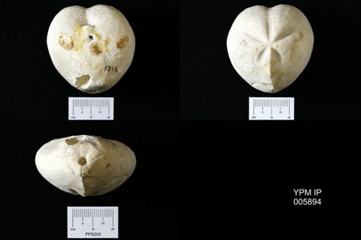 Micraster cortestudinarium