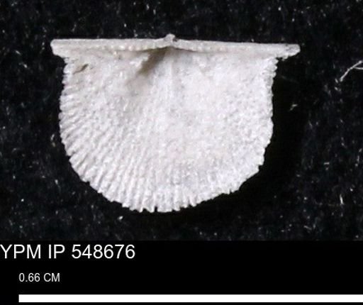 Stropheodonta perplana