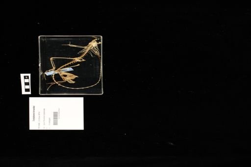 Corytophanes hernandezi