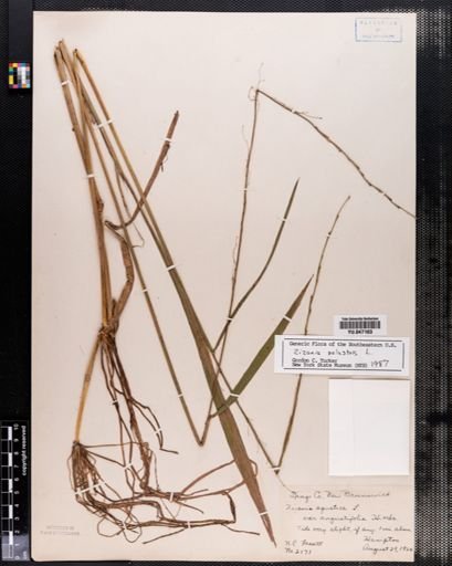 Zizania palustris
