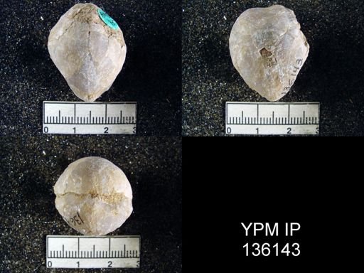 Spirigerella grandis