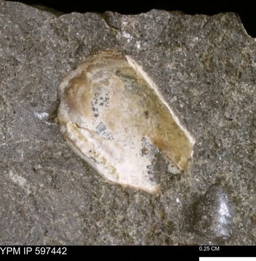 undet. Bivalvia