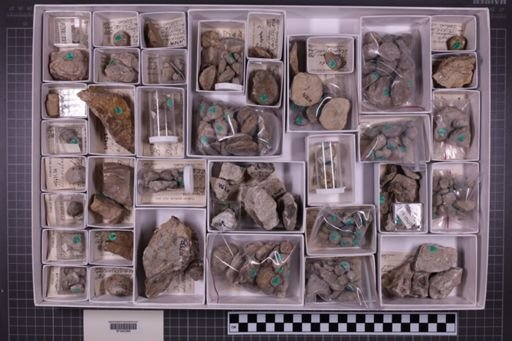 mixed taxa, stratigraphic collection