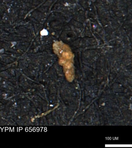 Verneuilinoides kansasensis