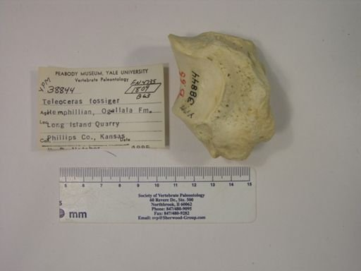 Teleoceras fossiger